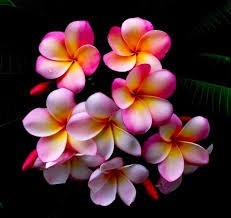 Obituary of Dorothy Ann Dinnauer