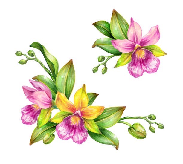 Obituary of Evelyn Lucille Cottman