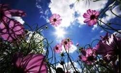 Obituary of Mildred Miller