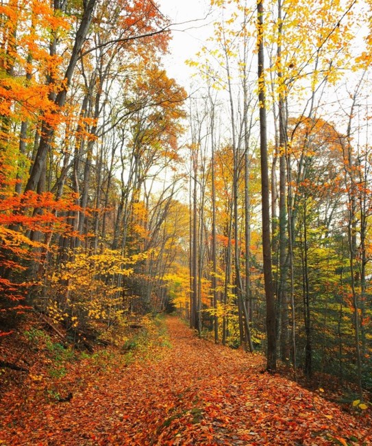 Obituary of William Henry Hall Jr.