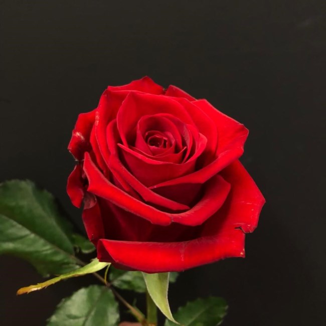 Obituary of Yehuda Eliyahu