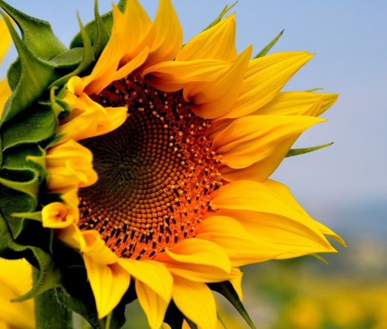 Obituary of Mr. Frank J. Moore