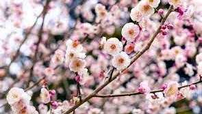 Obituary of Kum Ye Chong