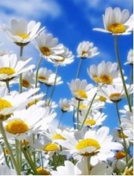 Obituary of Dolores Anne Petersen