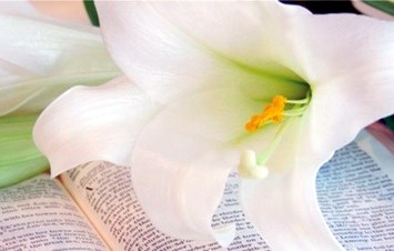 Obituary of Joan Killmer Williams