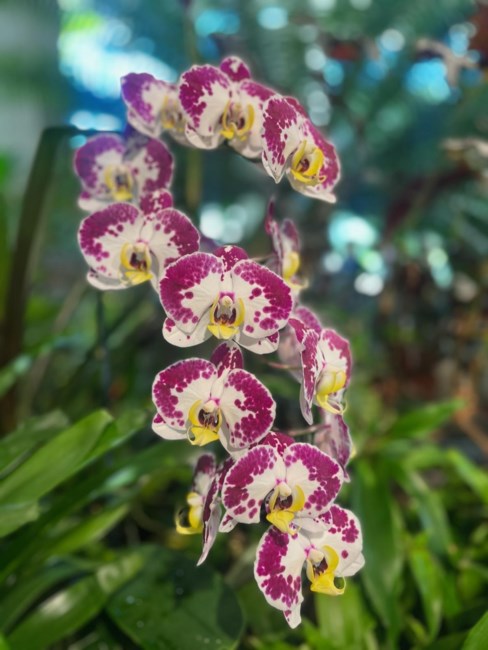 Obituary of Siliga Siliga Jr.