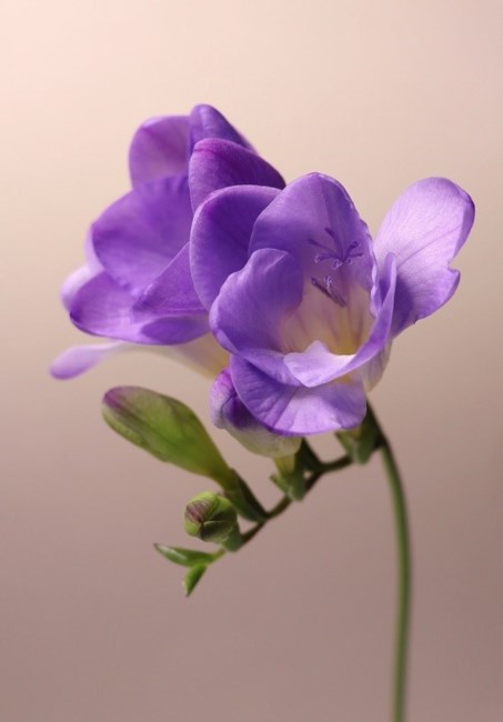Obituary of Faye Annette Osburn