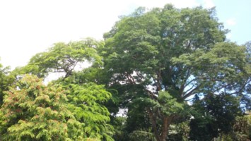 Obituary of Kenneth You Fong Tyau