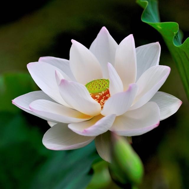 Obituary of Alma Louise Dorsey