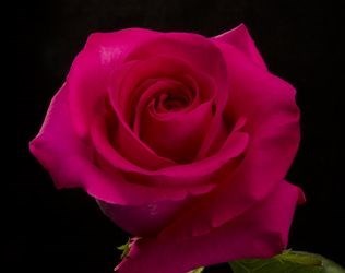 Obituary of Sandra "Sandy" F. (Kyle/Starchuk) Shutler