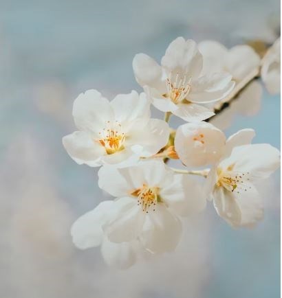 Obituary of Florence Yaeko Fujita