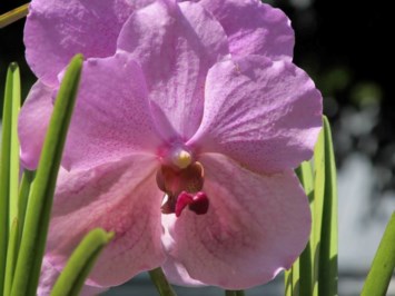 Obituary of Marcella Anna Kedrowski