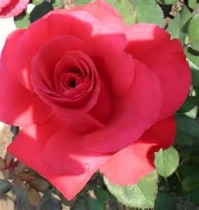 Obituary of Joyce E Bivens