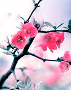 Obituary of Tonya Jane Walker