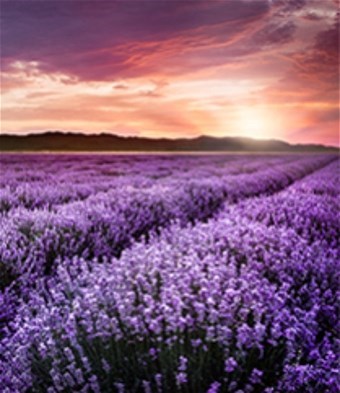 Obituary of Reiko Kalisin Onobay