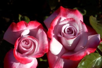 Obituary of Barbara Robson Fraser