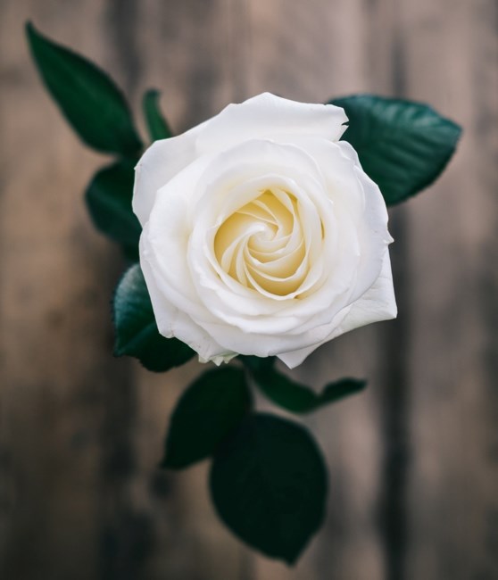 Obituary of Ann Lois Lubin