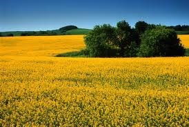 Obituary of James N. SanVito