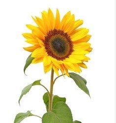 Obituary of Susan Fredrickson