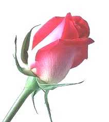 Obituary of Clara C. Moss