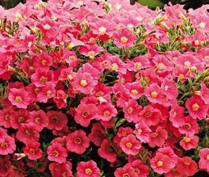 Obituary of Barbara Jean Martin