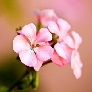 Obituary of Esther Shannon Miklofsky