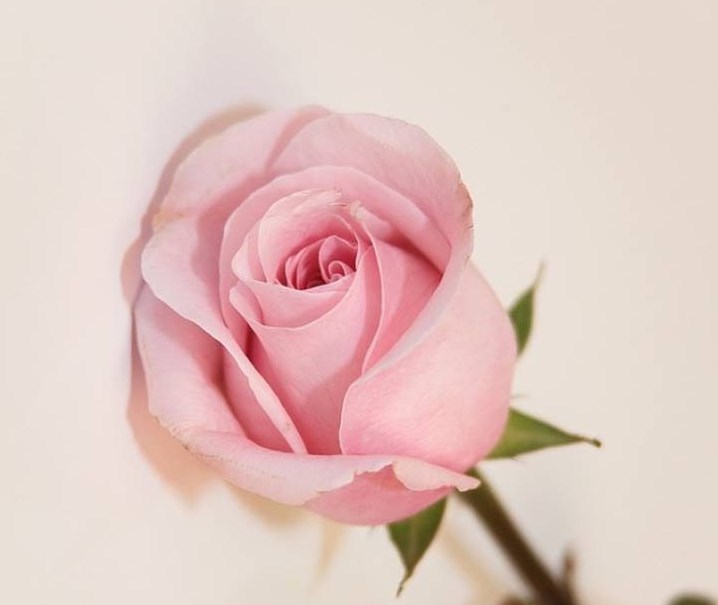 Obituary of June Marion Kelly