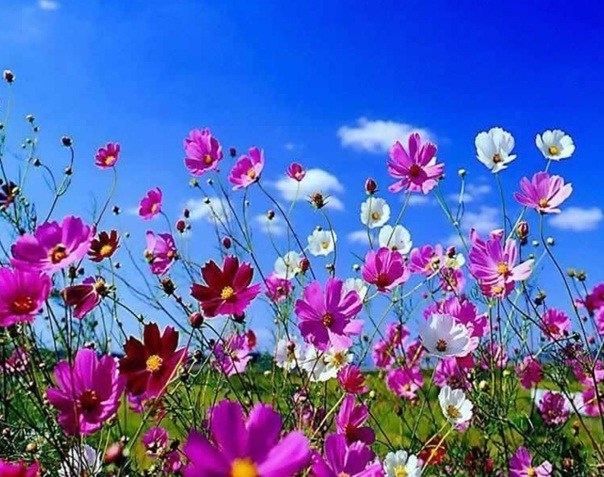 Obituary of MaryAnna L. DeChaine