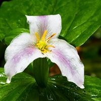 Obituary of Bonnie McKenzie King