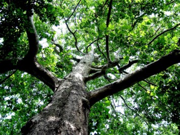 Obituary of Ray Edwin Armintrout