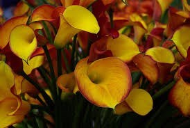 Obituario de William Hurley Posner