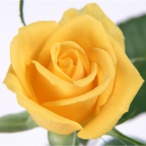 Obituary of Clara Byrd Lawrence