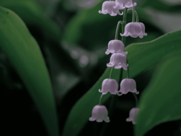 Obituary of Richard Earle Morrison