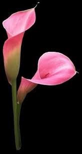 Obituary of Elisa Argumedo Herrera