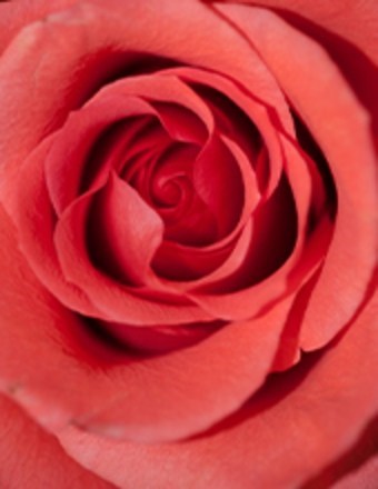 Obituary of Doris Andres