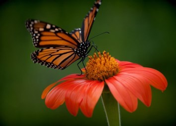 Obituary of Brenda Ann Beecham