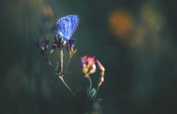 Obituary of Teresa Ann Rose