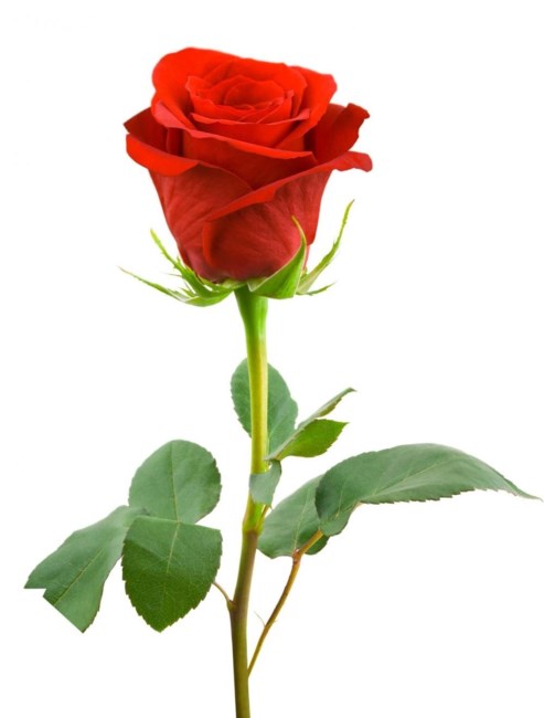 Obituary of Lioudmila "Lily" Goutina