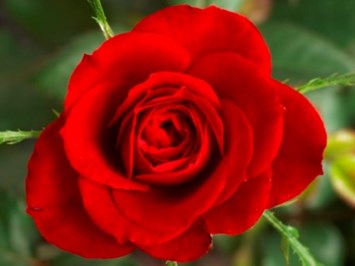 Obituario de Betty Jane Wallace