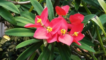 Obituary of Ruth Kinuye Speizio