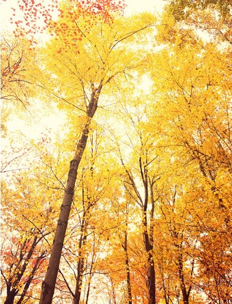 Obituary of Shirley Ann Kirkwood