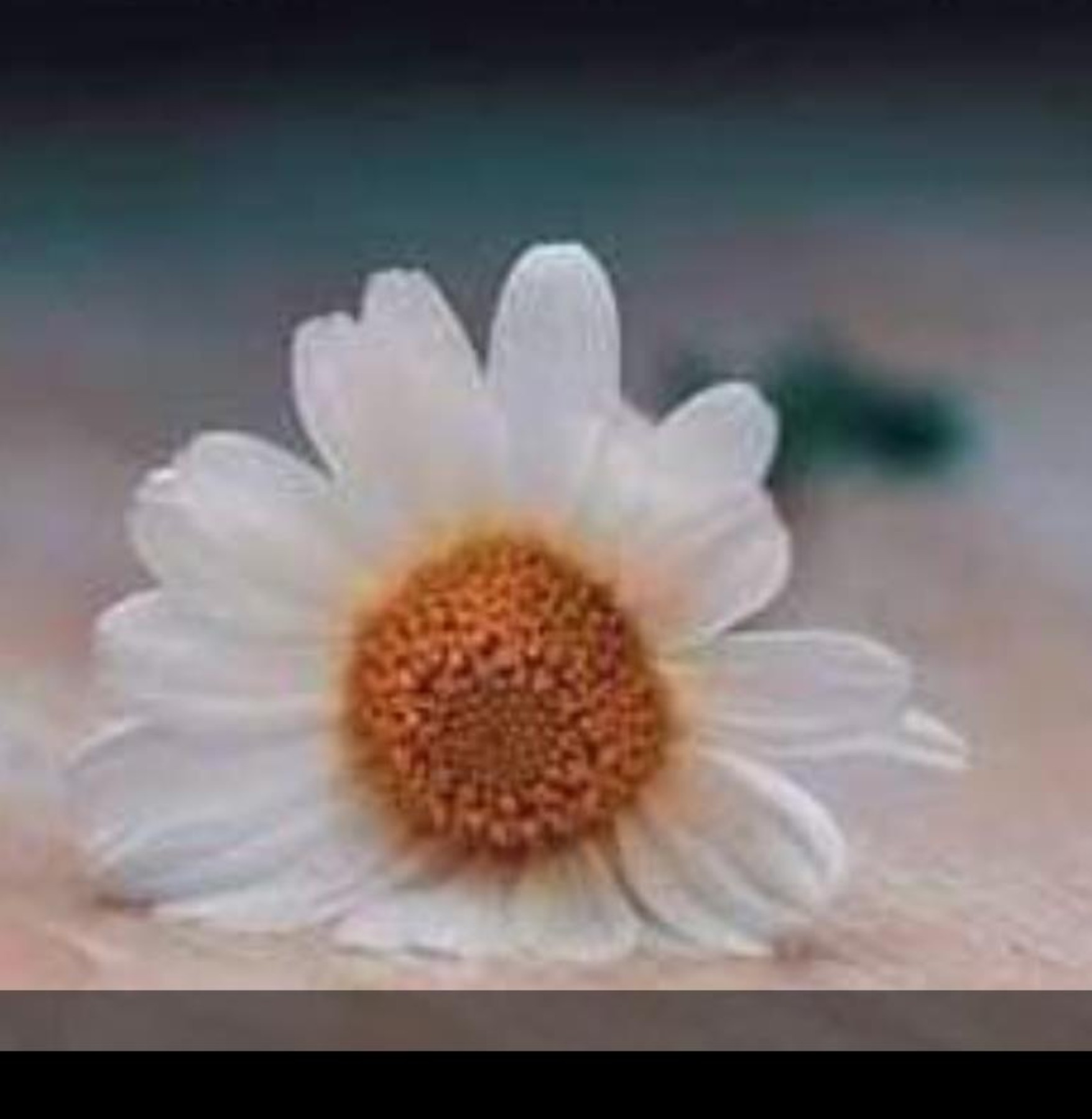 Obituary of Sharon Kay Longmire