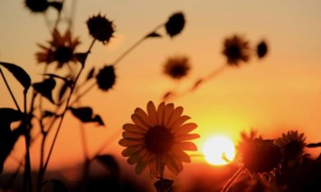 Obituary of Ronald Marshall Feldman