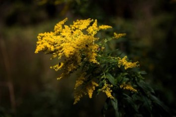 Obituary of Barbara Ann Ellis