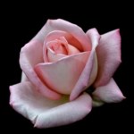 Rose Sacco