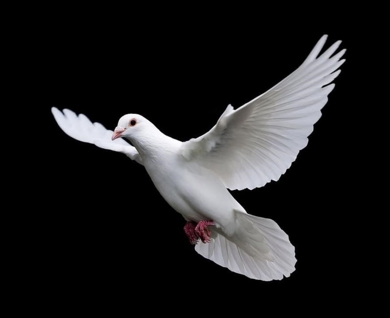 Obituary of Phyllis Jean Gudie