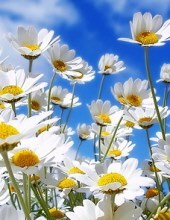 Obituary of Celeste Cooper