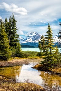 Obituary of Dr. John Neal Brown, Sr.