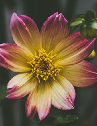 Obituary of Brenda Ann  Miller