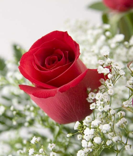 Obituary of Shelly Lynn Dannhaus